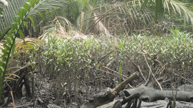 Mangrove Restoration Project